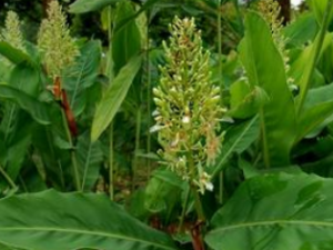 �춹ޢ �춹ޢ����Ҫ�ɷ�