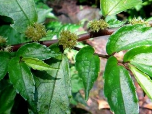 �೵�Ĺ�Ч������ �೵���÷�����