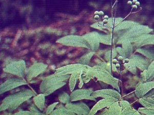 ��ë�ߵĹ�Ч������ ��ë�ߵ���ζ