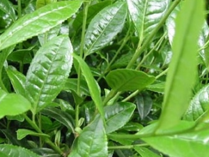 ����Ĺ�Ч������ �������ζ