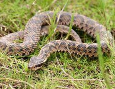 ����֬�Ĺ�Ч������ ����֬����ζ