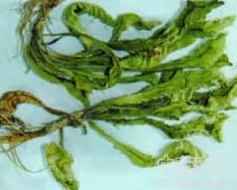 ��ص� ��ص���ҩζ��״