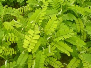 ���ǲ� ���ǲݵ��ٴ�Ӧ��