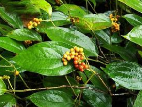 ������ �����ٵ�ҩ��