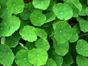 ��ѩ�� ��ѩ�ݵ��ٴ�Ӧ��