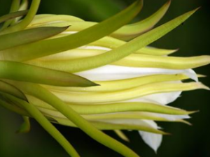 ���� ������ҩ����״