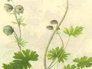 ������ͷ�Ĺ�Ч������ ������ͷ���÷�����