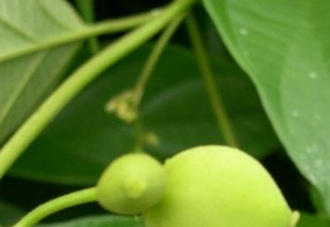 �����ٵĹ�Ч������ �����ٵ���ζ