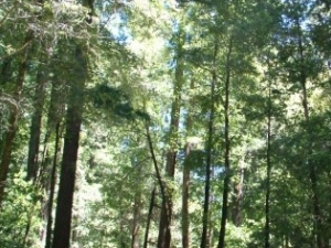 ��ɼƤ�Ĺ�Ч������ ��ɼƤ���÷�����