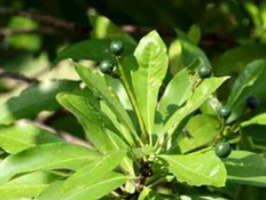 ��Ҷ骸��Ĺ�Ч������ ��Ҷ骸�����ζ