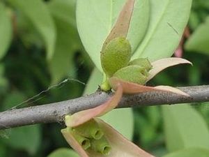 ��������Ĺ�Ч������ �����������ζ