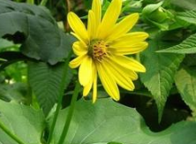 �ݽ�ɼ�Ĺ�Ч������ �ݽ�ɼ����Ҫ�ɷ�