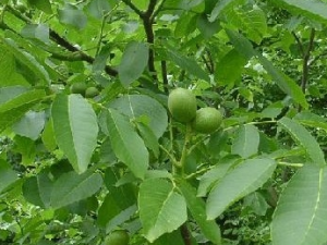 ������Ƥ�Ĺ�Ч������ ������Ƥ���ٴ�Ӧ��