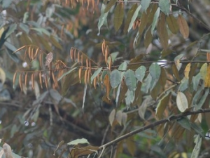 �촪ľ�ӵĹ�Ч������ �촪ľ�ӵĹ�������