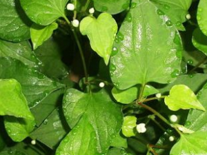 ��ҽ����ƫ�� ������β��ܳ��׽���