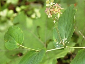 �����ߵĹ�Ч������ �����ߵ�