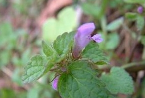 ����ֲ˵Ĺ�Ч������ ����ֲ˵��÷�����