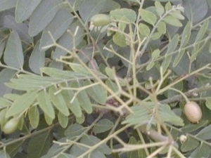 ��ɽ�����Ĺ�Ч������ ��ɽ��������ζ