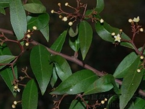 ��ɽ���Ƥ�Ĺ�Ч������ ��ɽ���Ƥ���÷�����