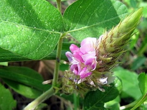 ��β�ֵĹ�Ч������ ��β�ֵ���ζ