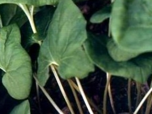 ��ϸ���Ĺ�Ч������ ��ϸ������ζ