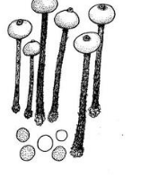 �Ҵ��Ĺ�Ч������ �Ҵ�����ζ