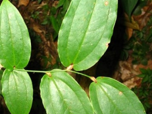 �̱����ֵĹ�Ч������ �̱����ֵ���Ҫ�ɷ�