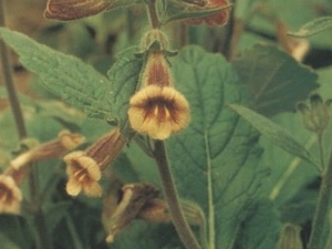 �ػ�ʵ�Ĺ�Ч������ �ػ�ʵ����Ҫ�ɷ�