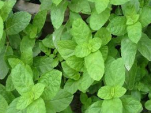 ���۲� ���۲ݵ���Ҫ�ɷ�