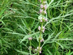 ��ε�ӵĹ�Ч������ ��ε�ӵ���״