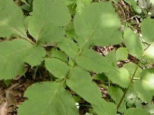 �Ҷ����Ĺ�Ч������ �Ҷ�������״