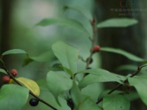 ��ë�ŵĹ�Ч������ ��ë�ŵ���ζ