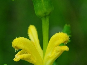 �����ݸ��Ĺ�Ч������ �����ݸ����÷�����