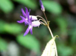 ����������̦�Ĺ�Ч������ ����������̦����ζ