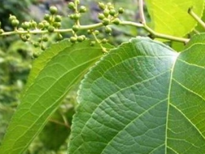 ������Ĺ�Ч������ ��������÷�����