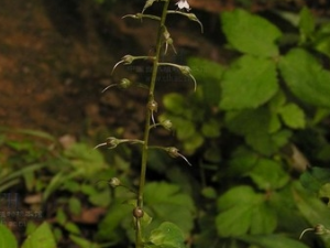 �������Ĺ�Ч������ ���������÷�����