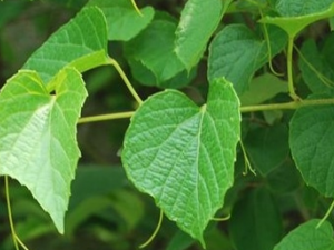 ��ˉ�Ĺ�Ч������ ��ˉ����ζ