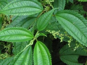 �����۵Ĺ�Ч������ �����۵���ζ