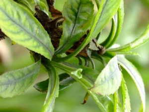 ���ͲݵĹ�Ч������ ���Ͳݵ��÷�����