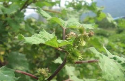 �Զ��ҳ�Ĺ�Ч������ �Զ��ҳ����ζ