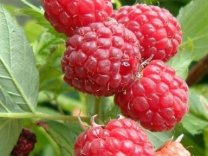 ��ݮ�ӵĹ�Ч������ ��ݮ�ӵ���ζ