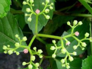 ����ݮ ����ݮ����Ҫ�ɷ�