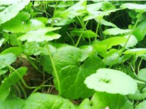 ����� ���������ζ�龭