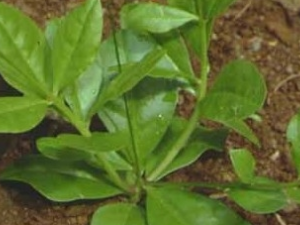 �����ߵĹ�Ч������ �����ߵ��÷�����