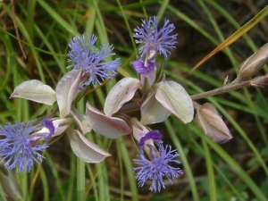 �涹��Ĺ�Ч������ �涹�����ζ