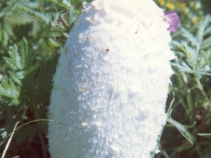 ���ɡ�Ĺ�Ч������ ���ɡ����ζ