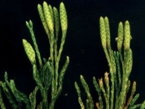 ��ɽ��֦ʯ�ɵĹ�Ч������ ��ɽ��֦ʯ�ɵ��÷�����