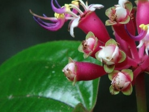 ��Ҷ�ܰ��ƵĹ�Ч������ ��Ҷ�ܰ��Ƶ���̬����