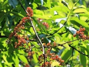 ��Ҷ������Ĺ�Ч������ ��Ҷ���������Դ