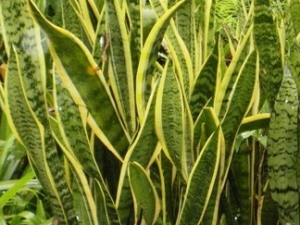 ��β���Ĺ�Ч������ ��β���Ĺ���������